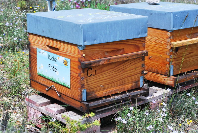 La ruche Enée