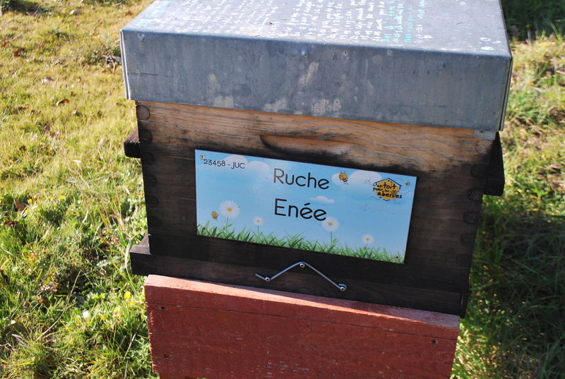 La ruche Enée