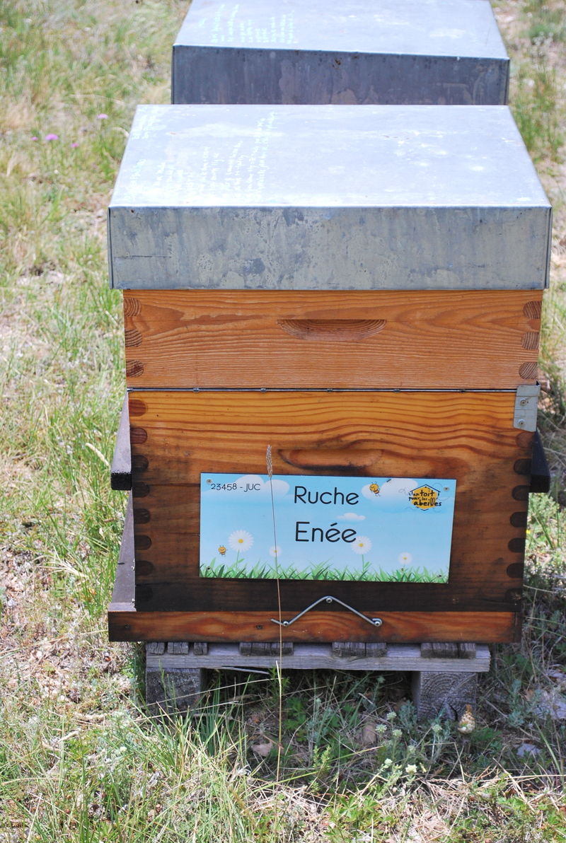 La ruche Enée