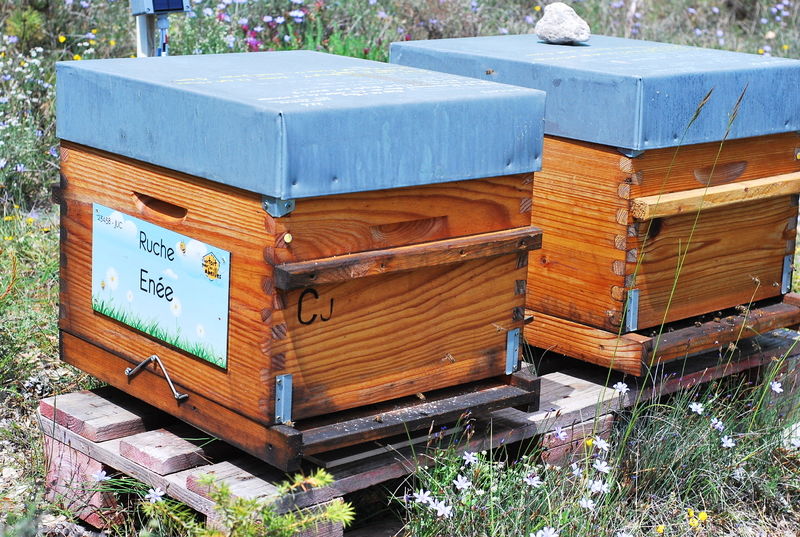 La ruche Enée