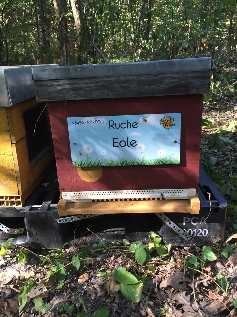 La ruche