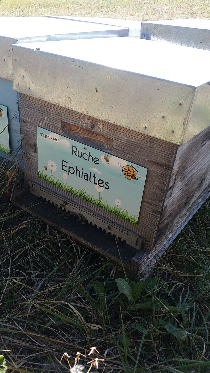 La ruche