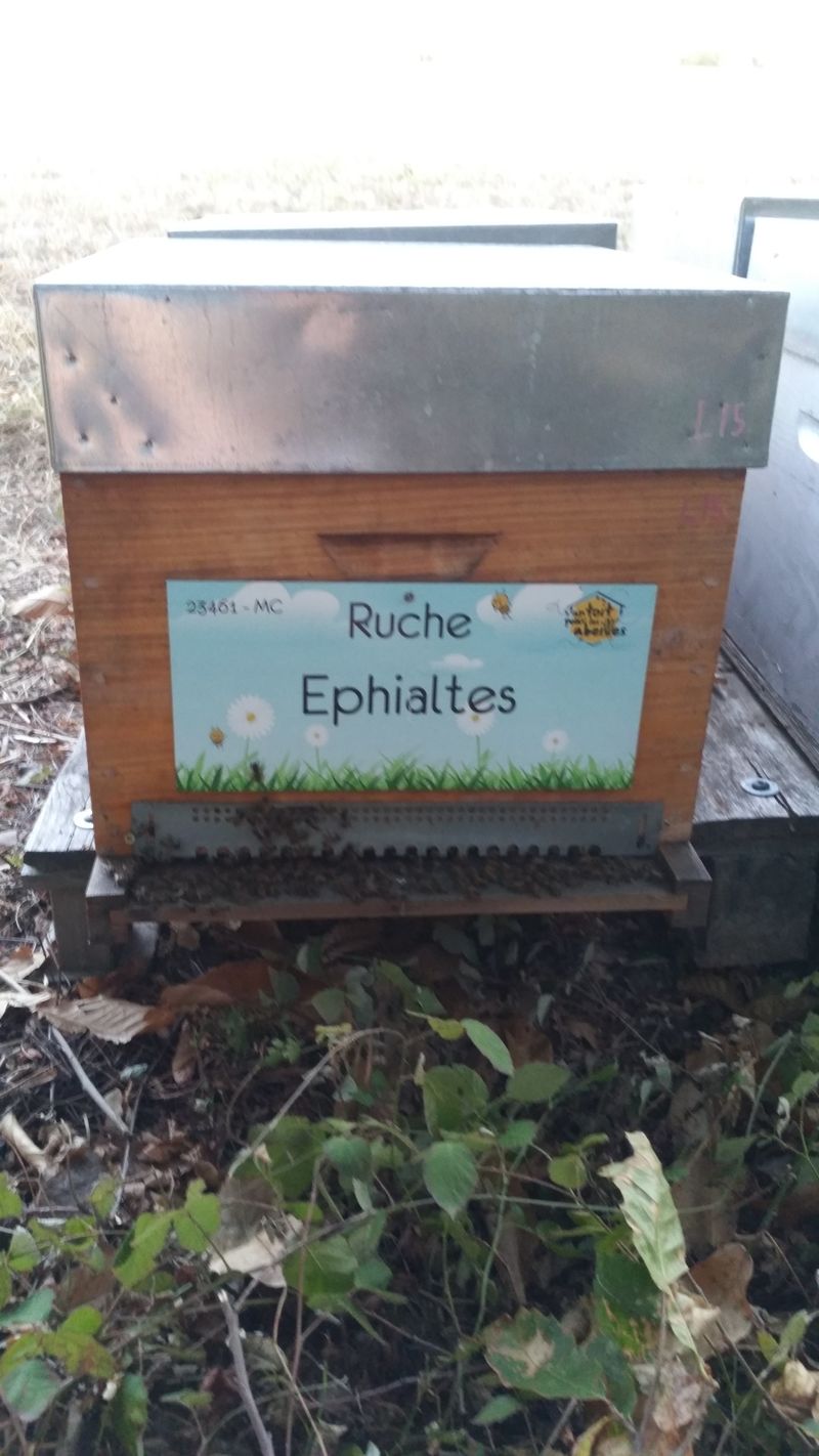 La ruche Ephialtes