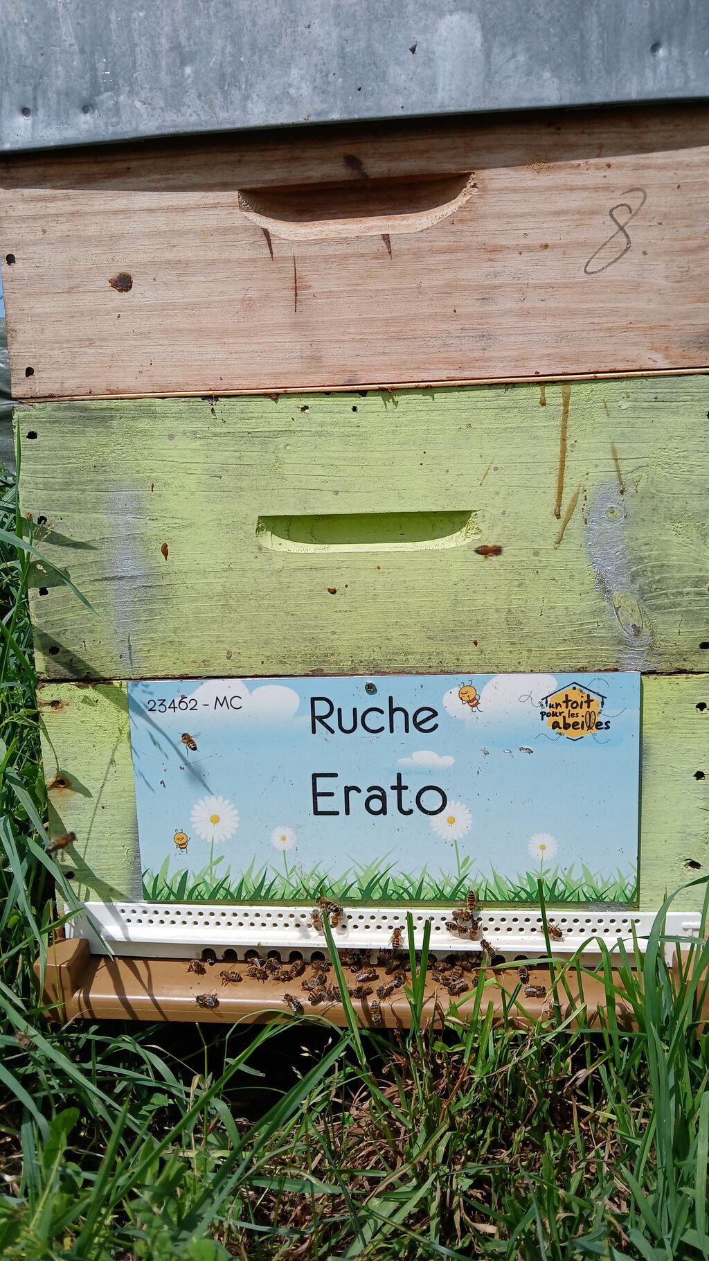La ruche Erato