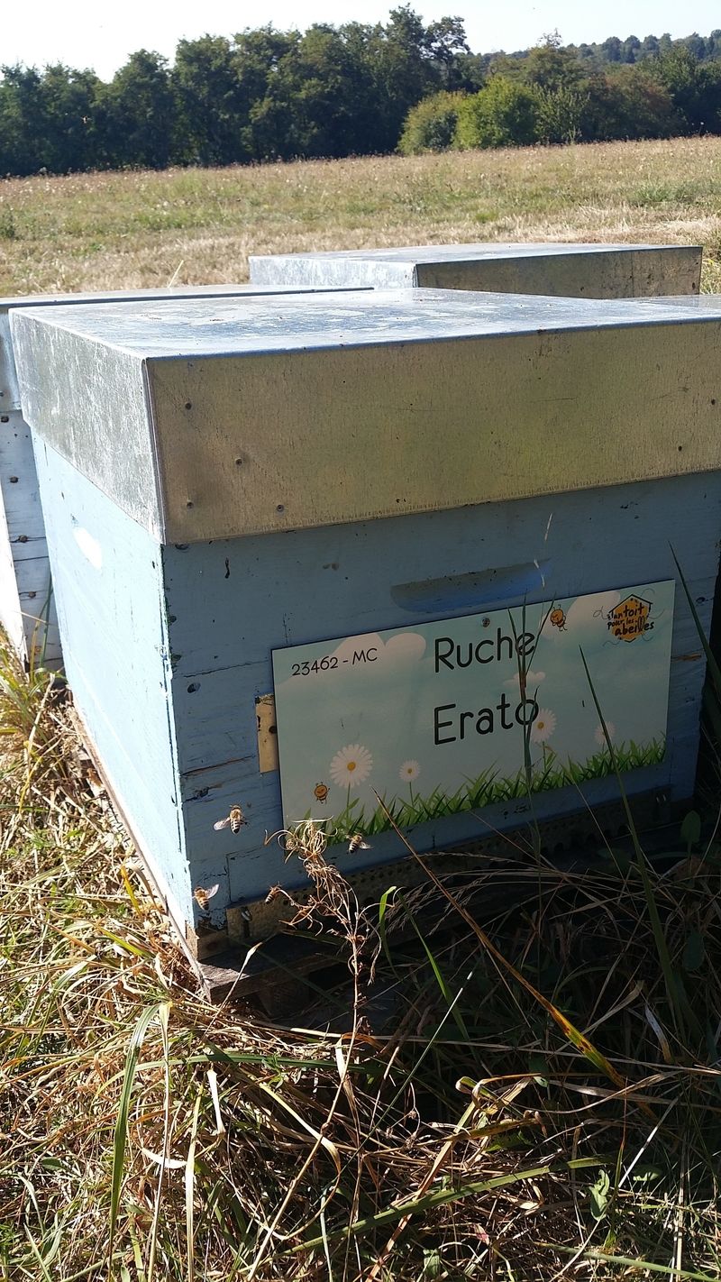 La ruche