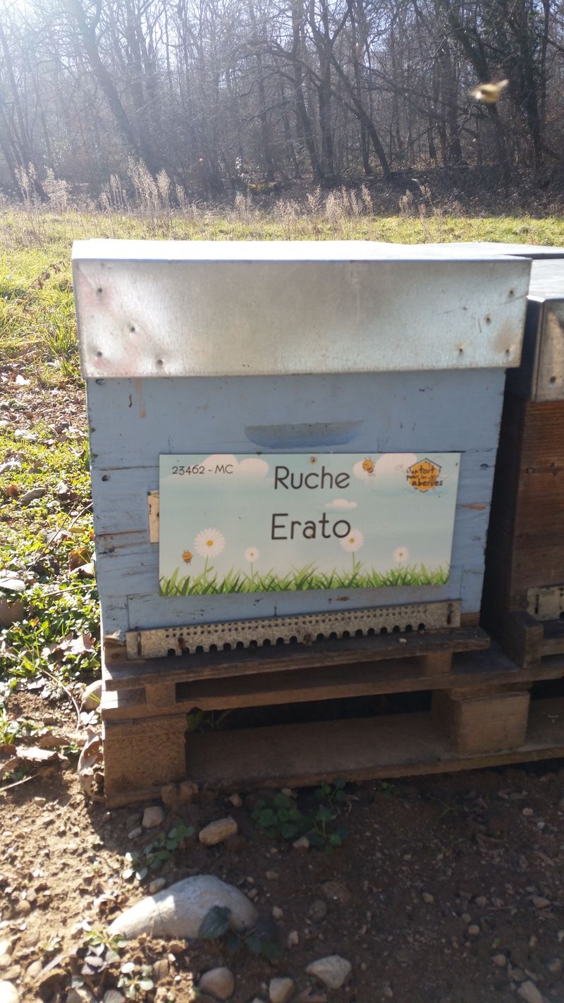 La ruche Erato