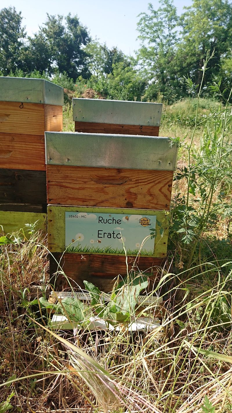 La ruche Erato