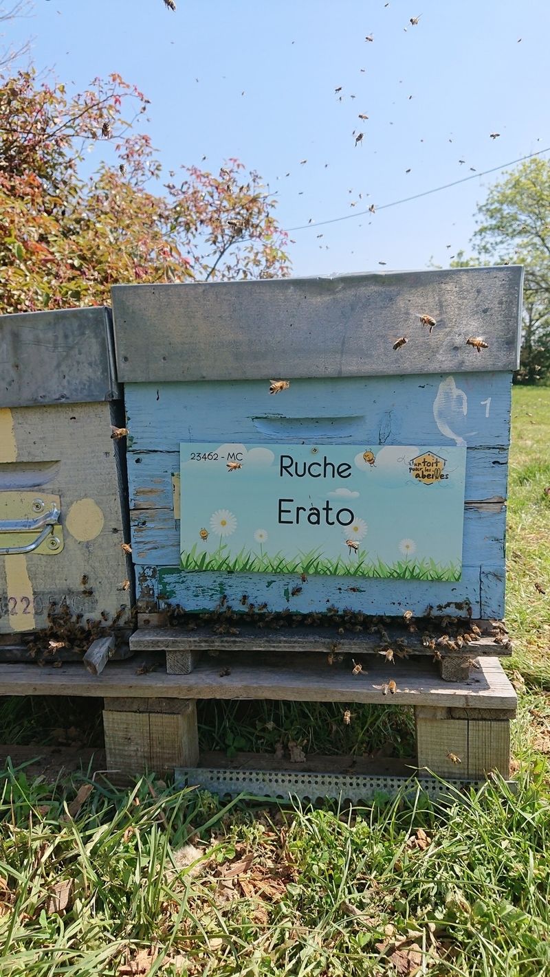 La ruche Erato