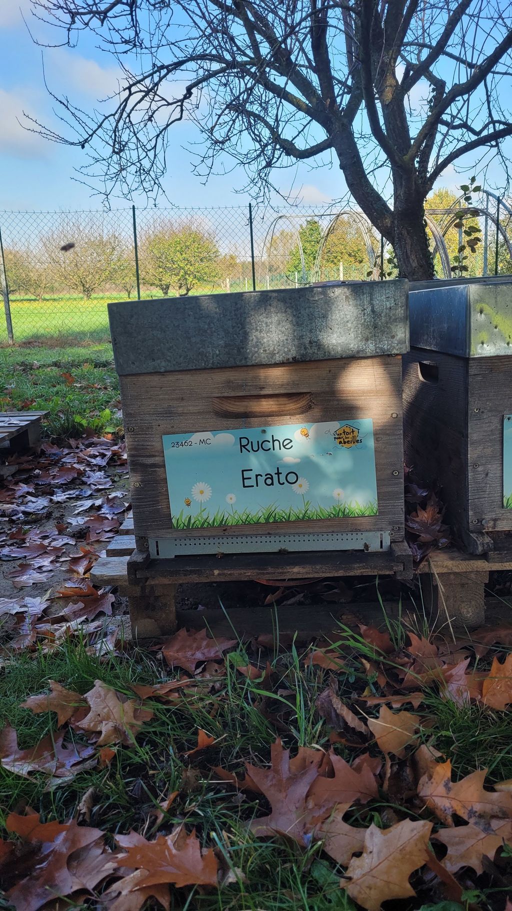 La ruche Erato