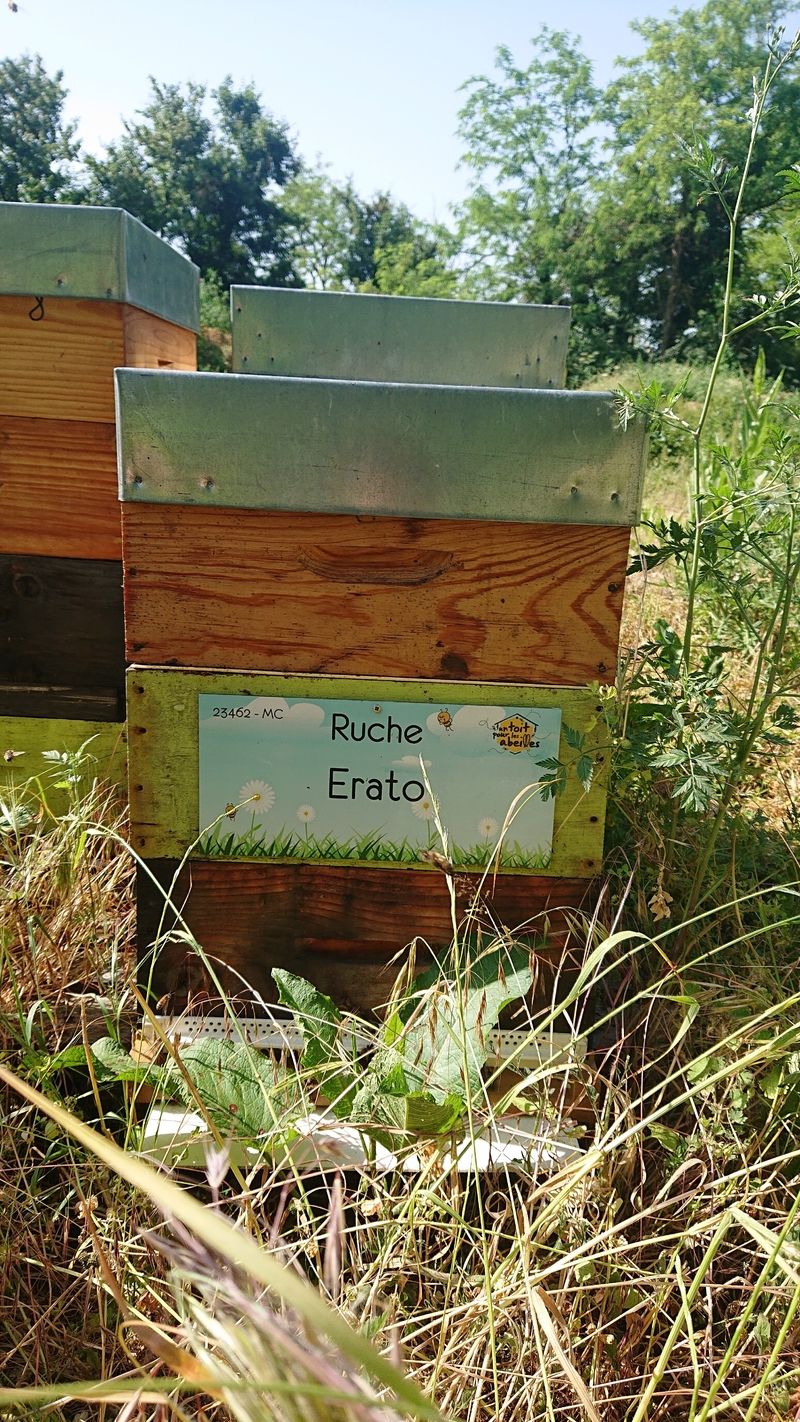 La ruche Erato