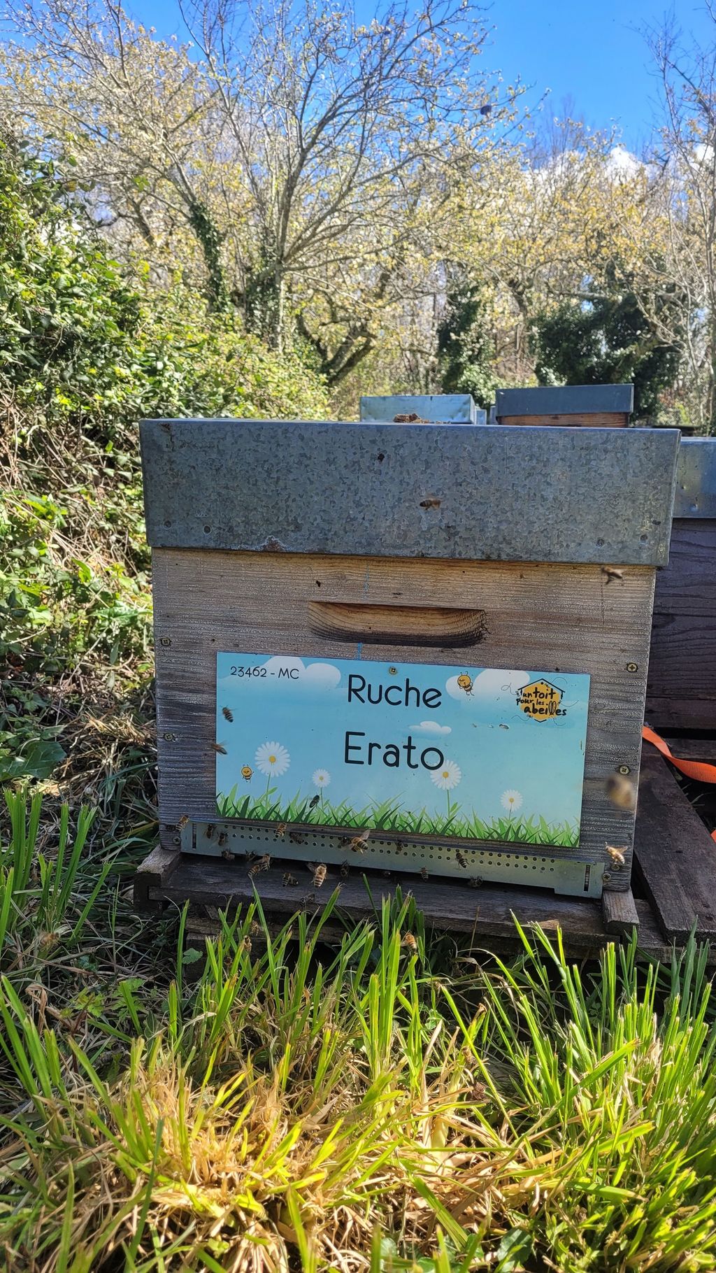 La ruche Erato