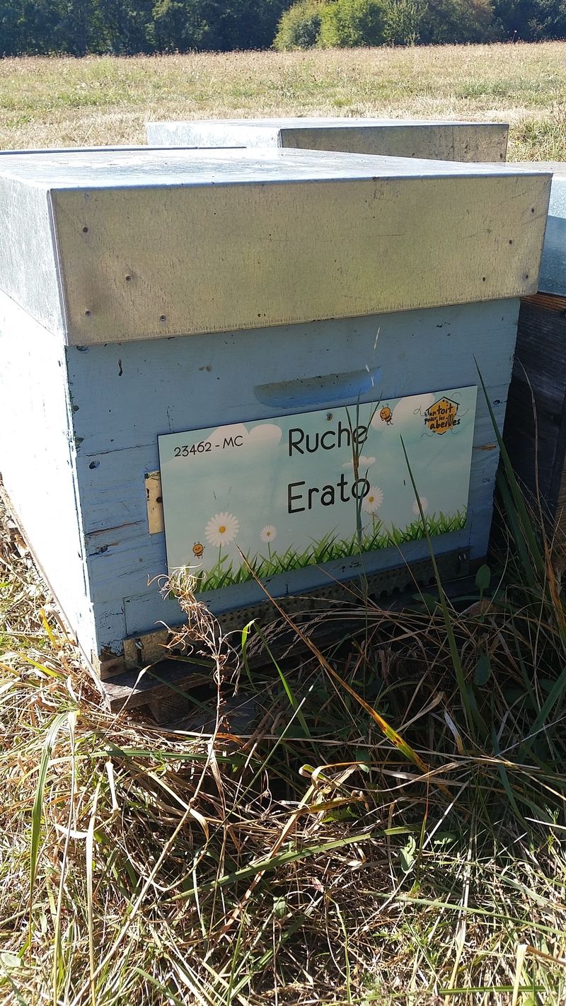 La ruche Erato