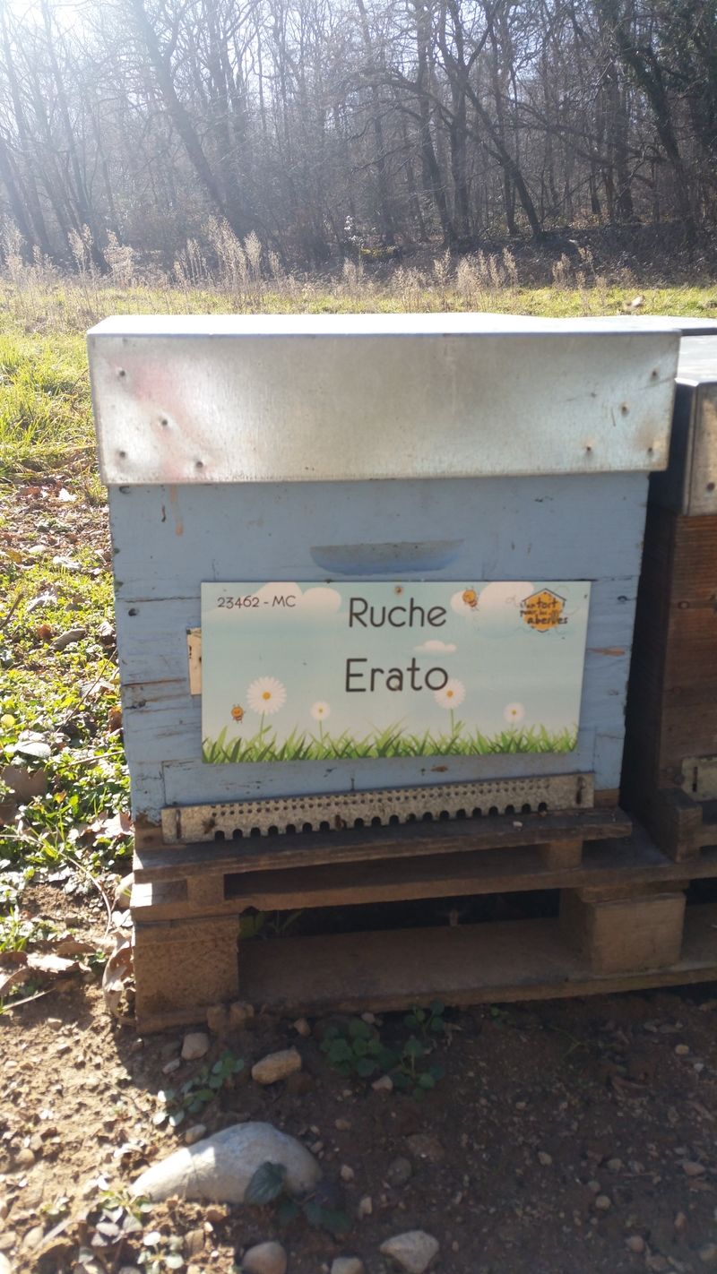 La ruche Erato