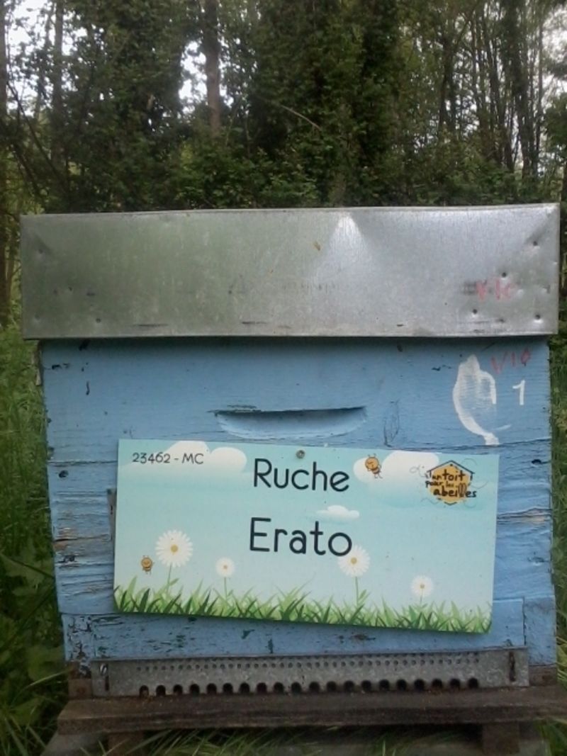 La ruche Erato