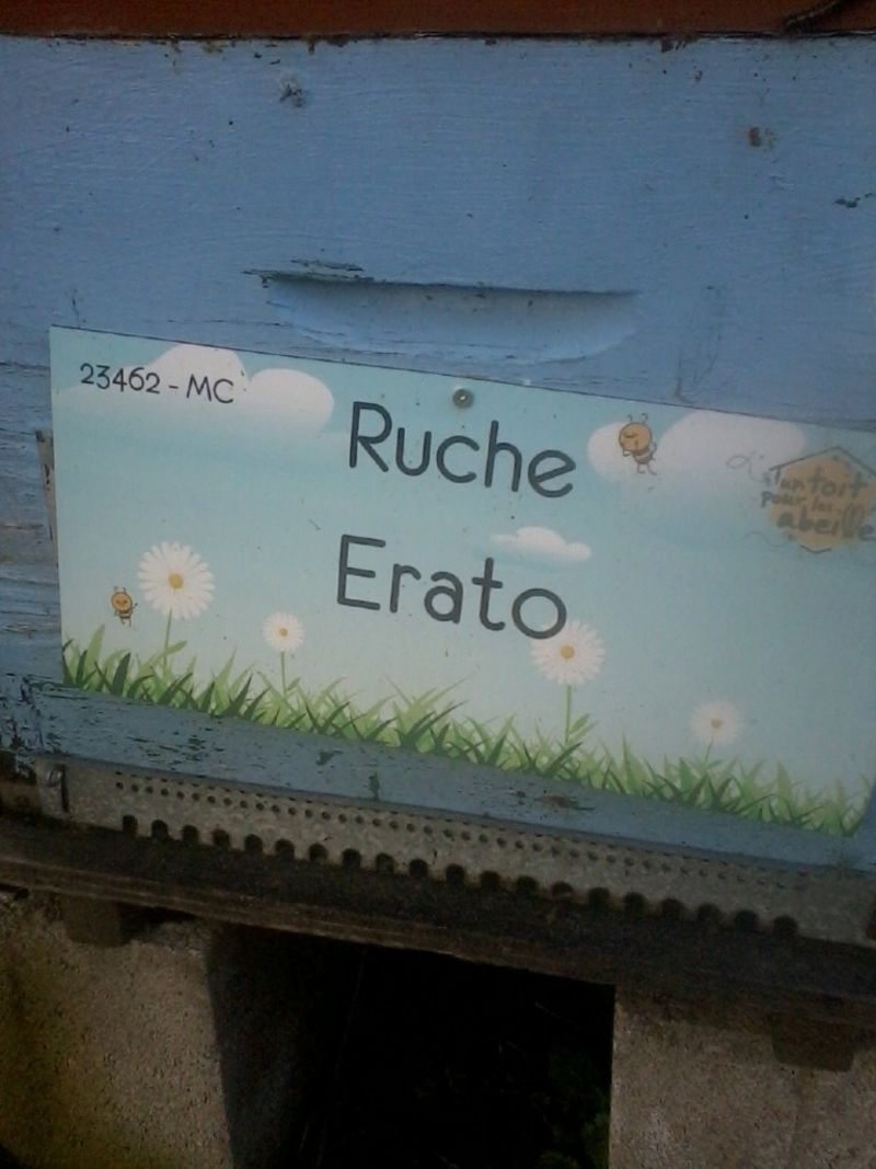 La ruche Erato