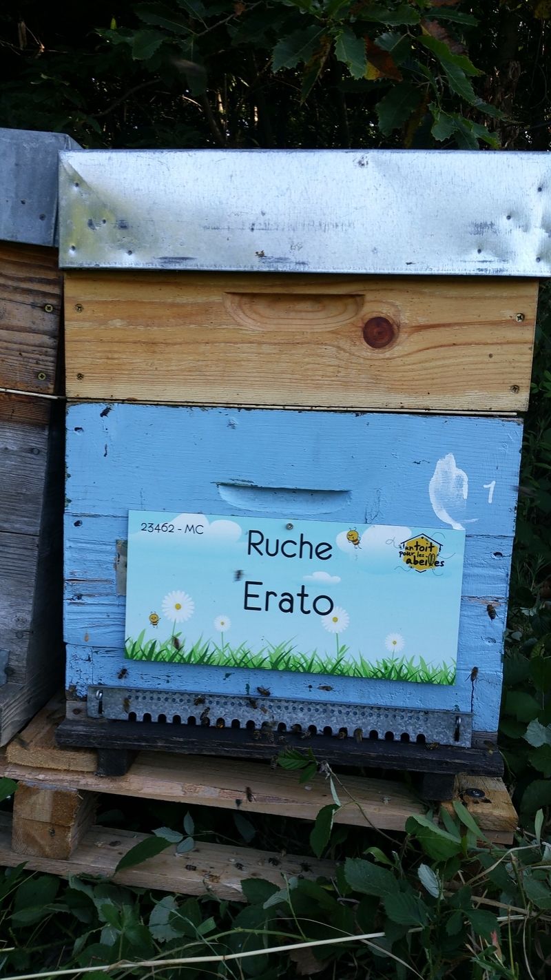 La ruche Erato
