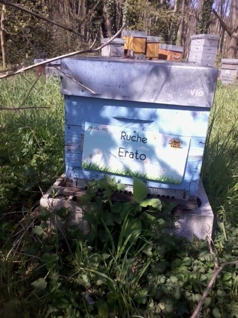 La ruche Erato