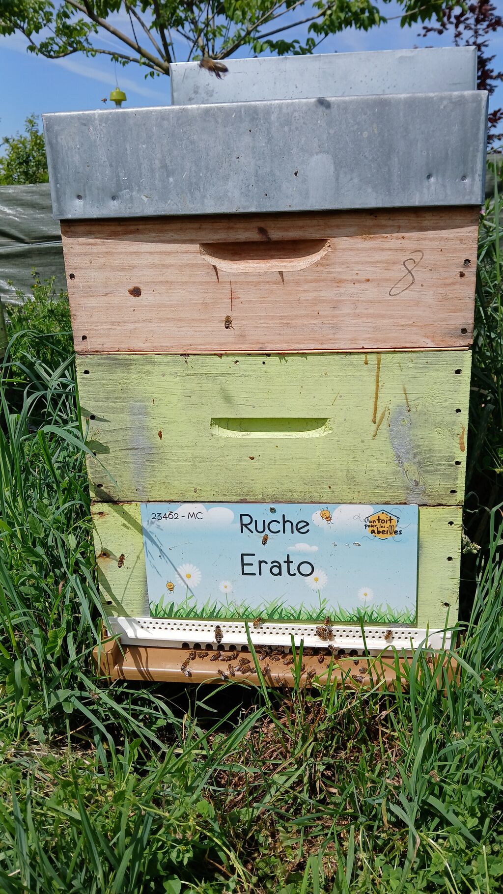 La ruche Erato