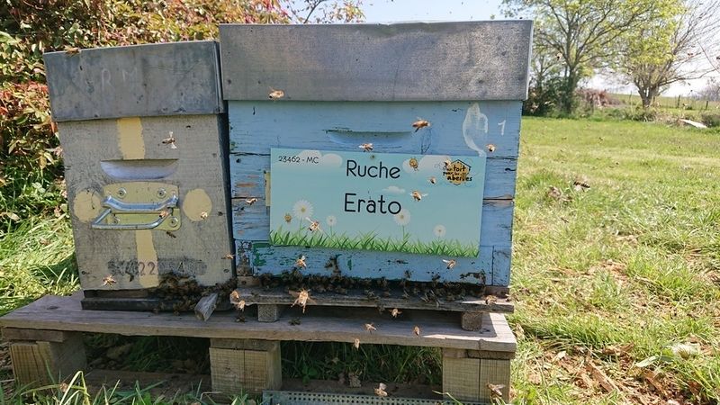 La ruche Erato