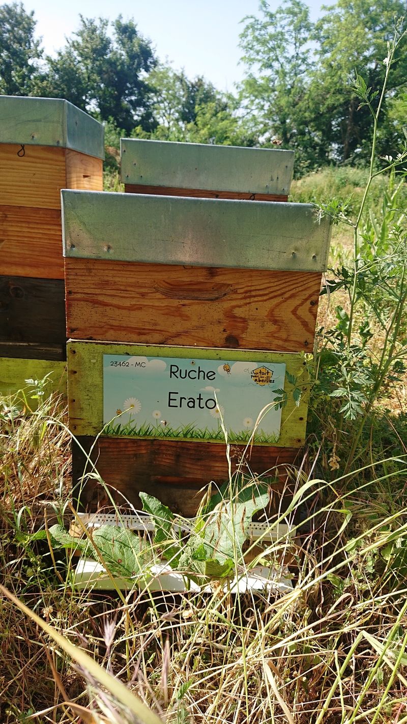 La ruche Erato