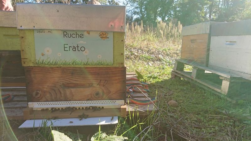 La ruche Erato
