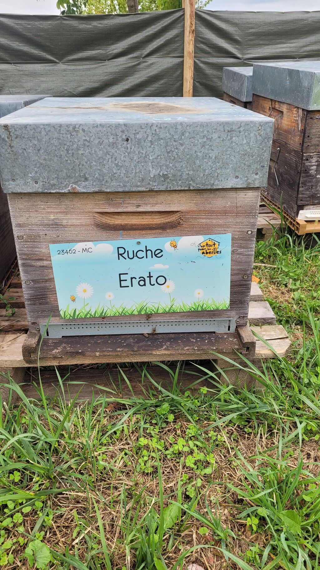 La ruche Erato
