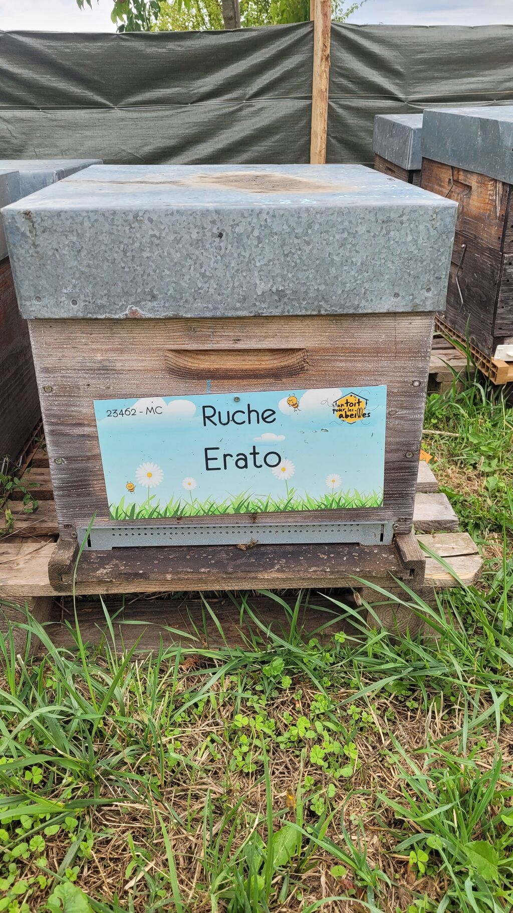 La ruche Erato