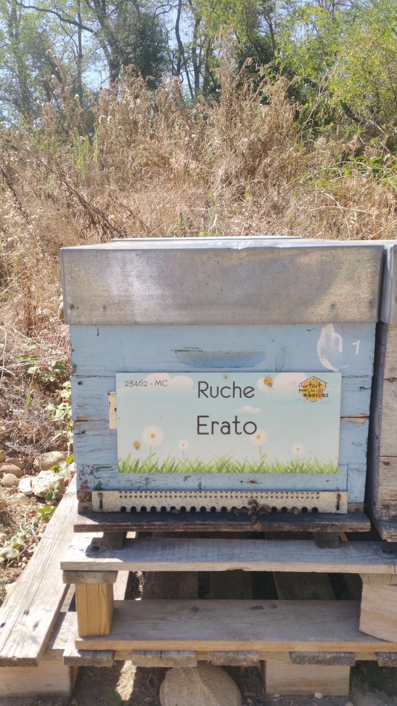 La ruche Erato