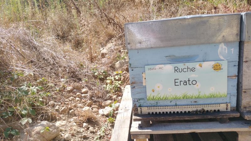La ruche