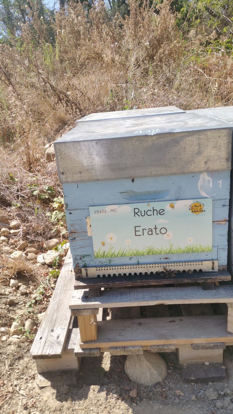 La ruche Erato