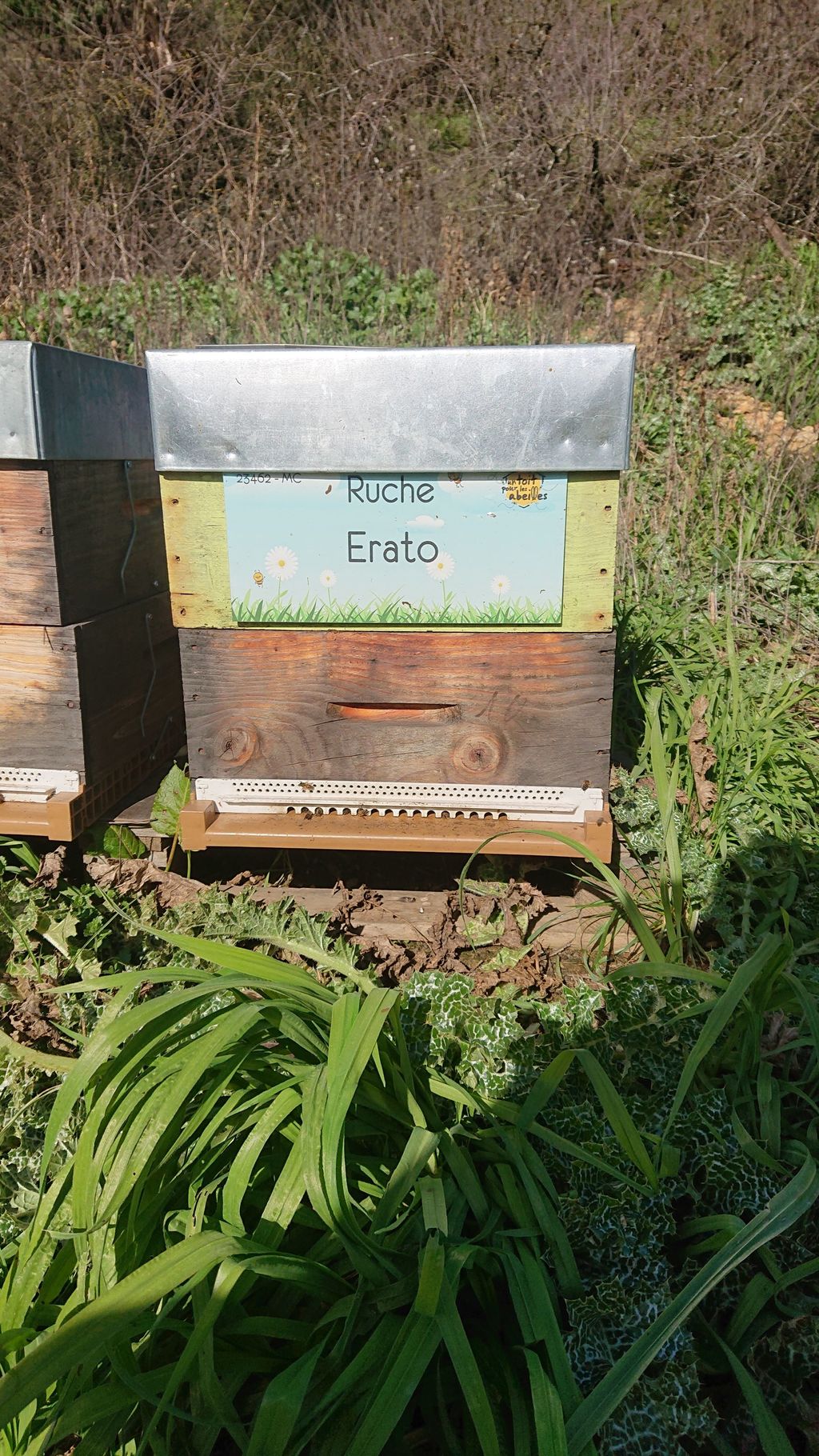 La ruche Erato