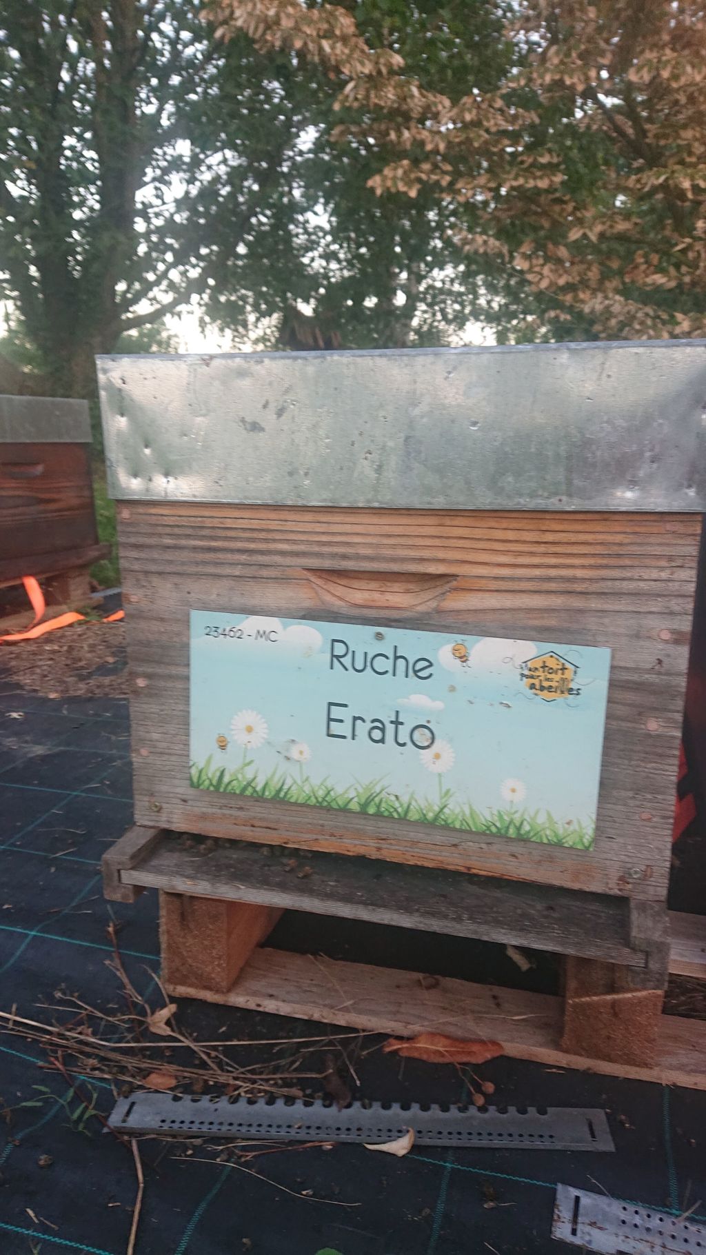 La ruche Erato
