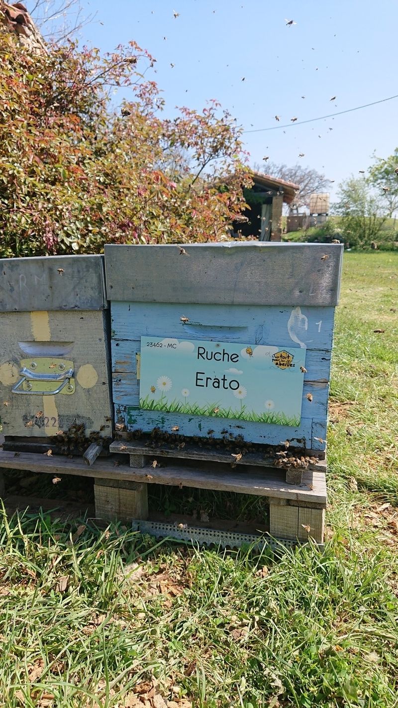 La ruche Erato