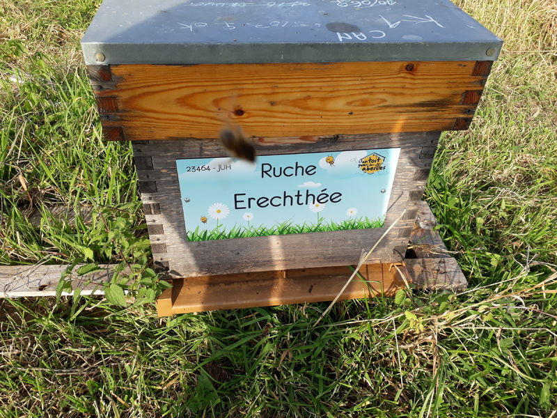 La ruche Erechthée