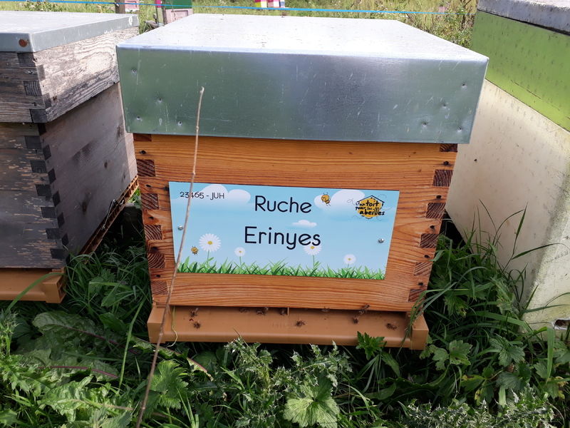 La ruche