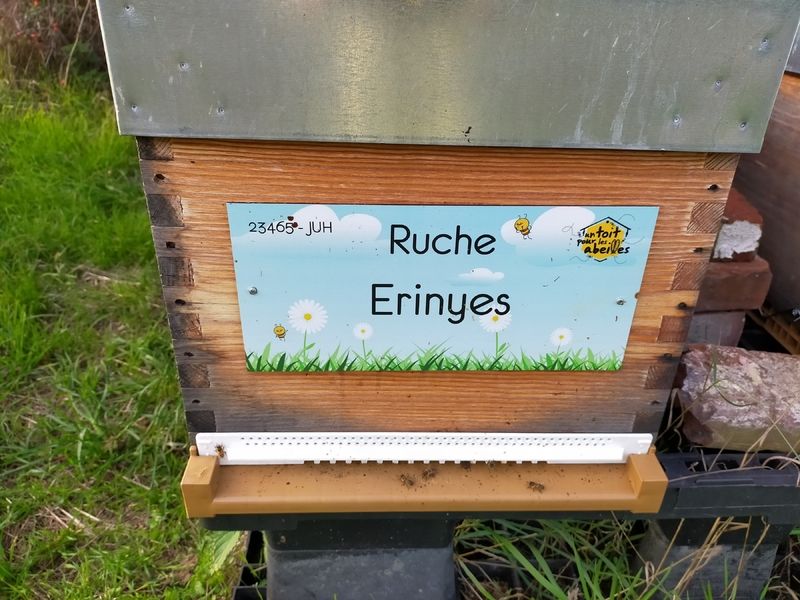 La ruche Erinyes