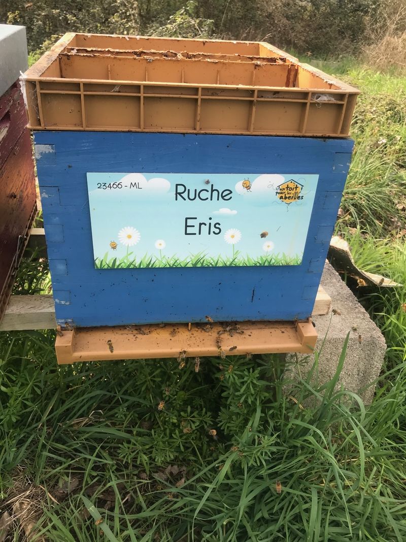 La ruche Eris