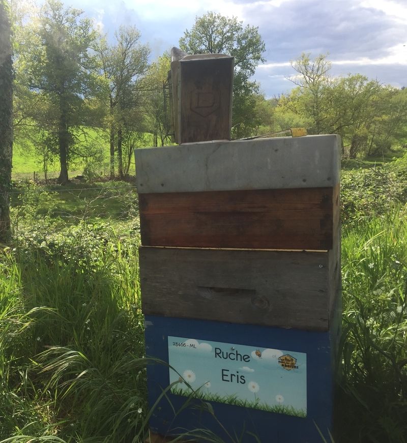La ruche Eris