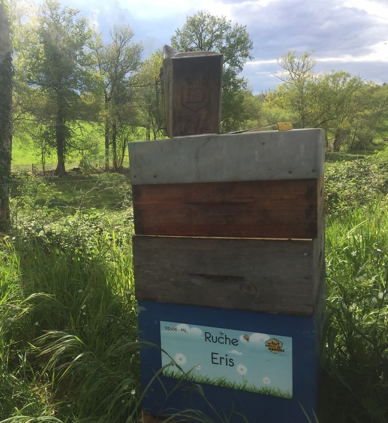 La ruche Eris