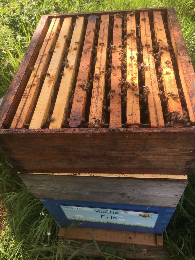 La ruche Eris