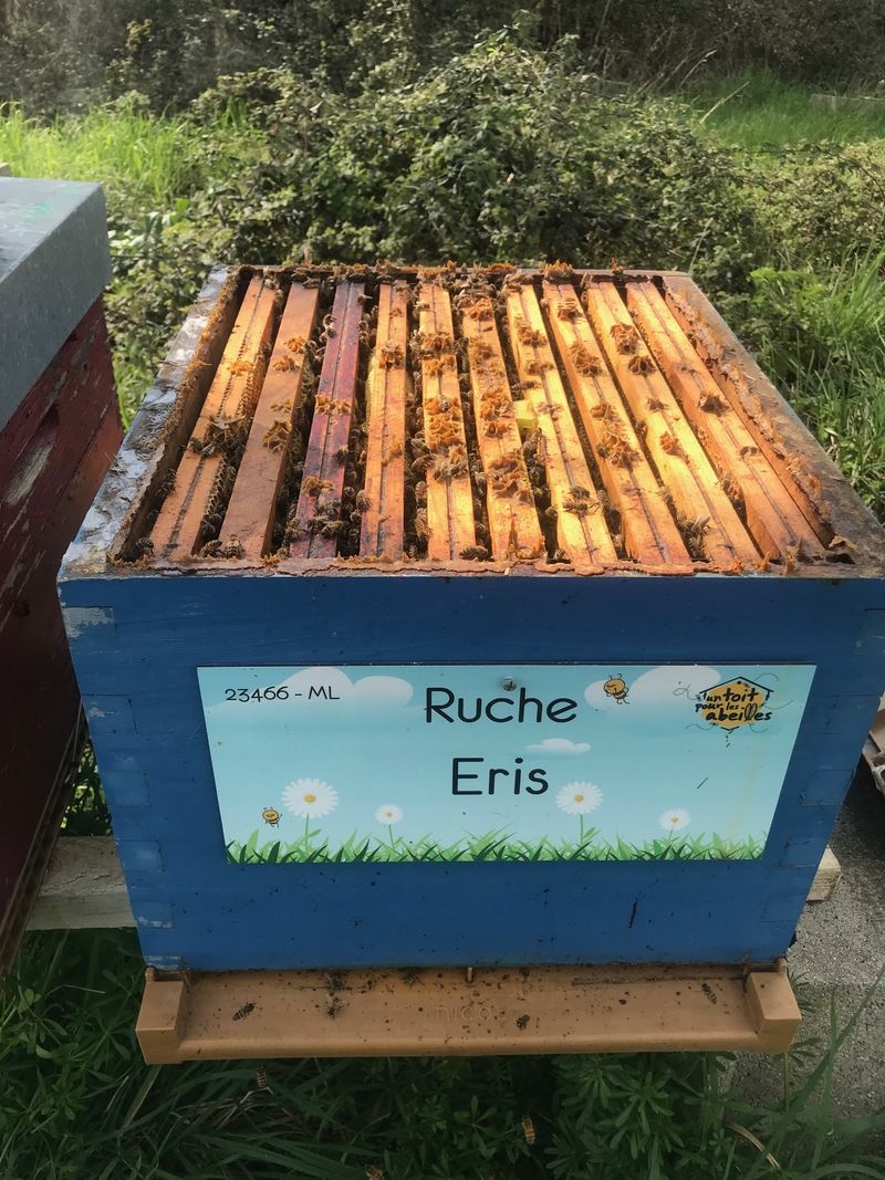 La ruche Eris