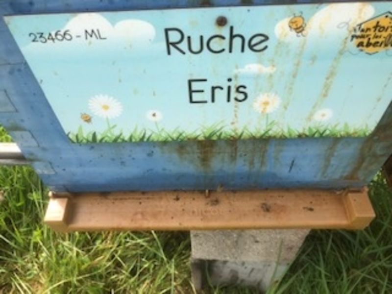 La ruche Eris