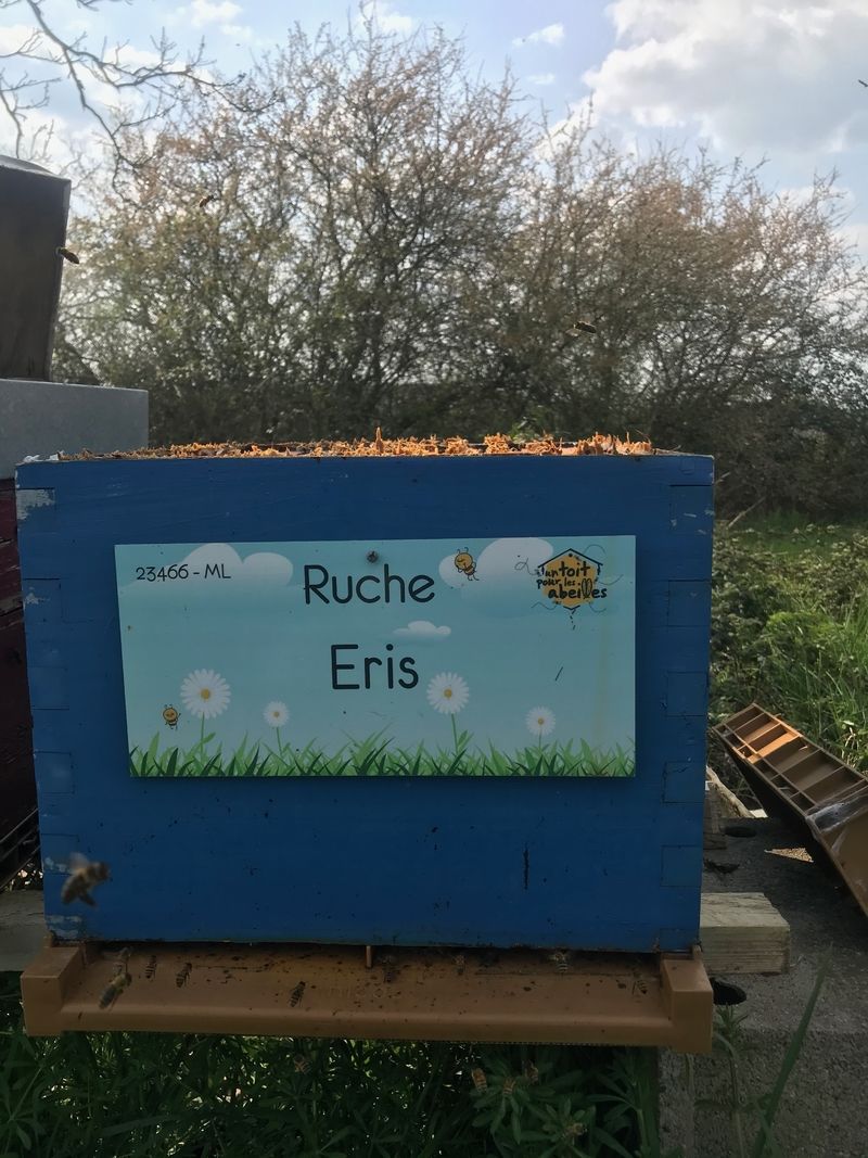 La ruche Eris