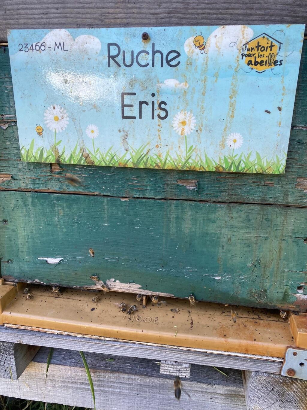 La ruche Eris