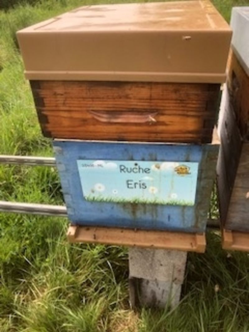 La ruche Eris