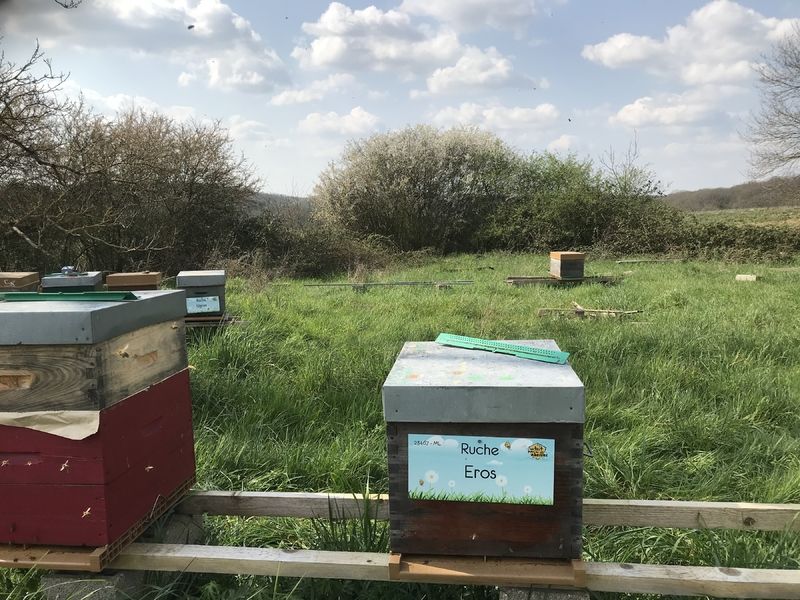 La ruche Eros