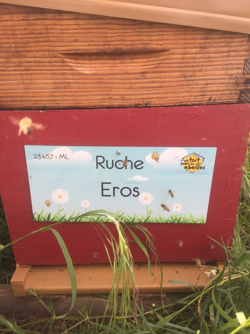 La ruche Eros