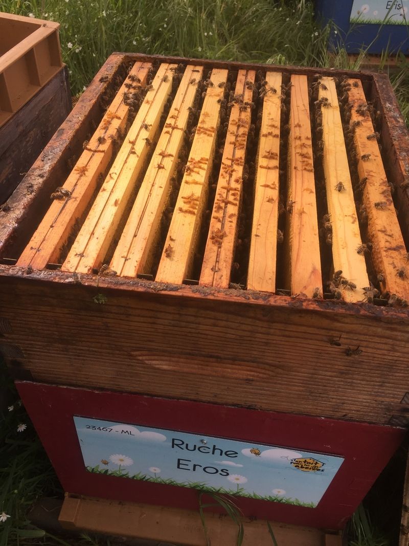 La ruche Eros