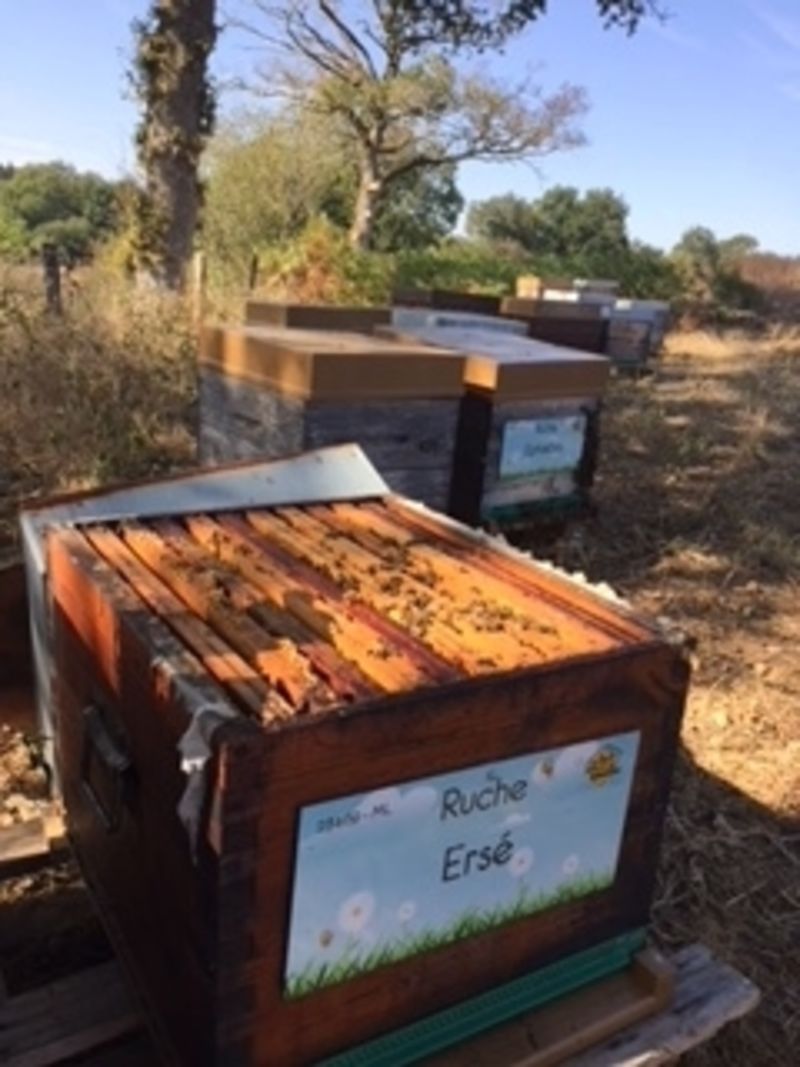 La ruche Ersé