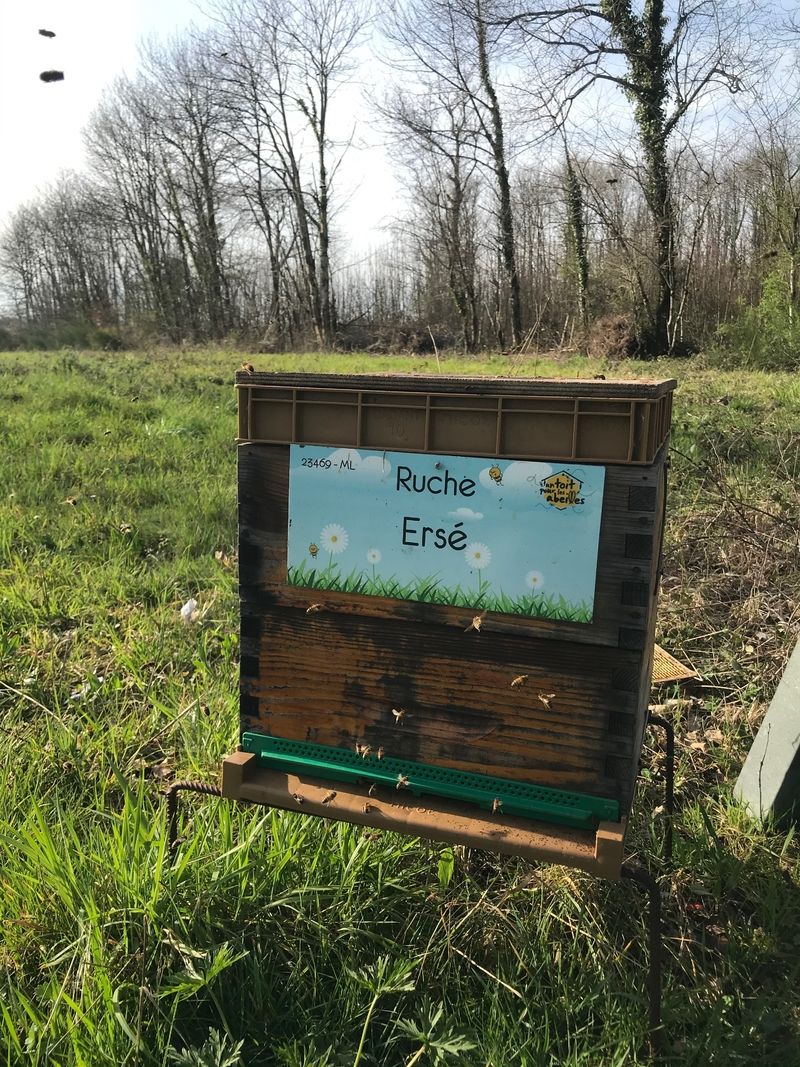 La ruche Ersé
